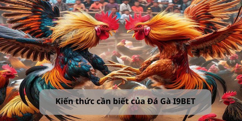 Ưu điểm giúp sảnh đá gà I9BET